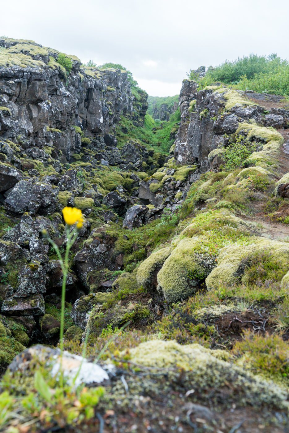 Lone flower at Thingvellir