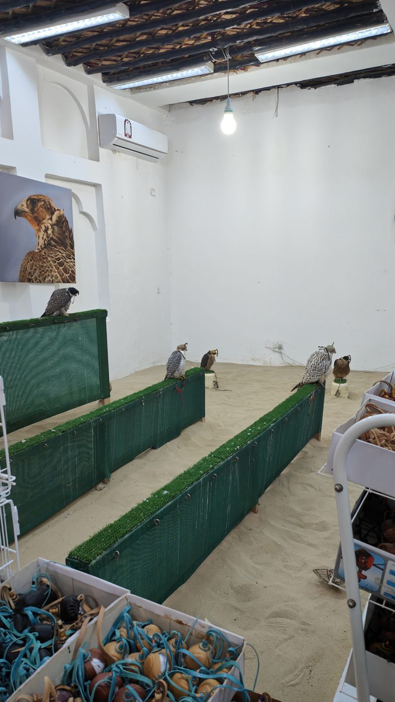 How to make the most out of a day in Doha, Qatar: falcon hospital